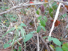 Rubus leucostachys