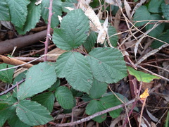 Rubus leucostachys
