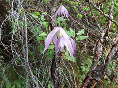 Clematis occidentalis grosseserrata