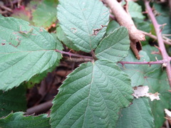 Rubus leucostachys