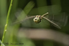 Gomphaeschna furcillata