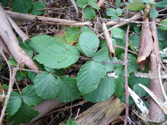 Rubus leucostachys