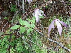 Clematis occidentalis grosseserrata