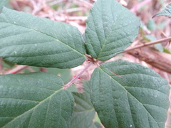 Rubus leucostachys
