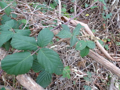 Rubus leucostachys