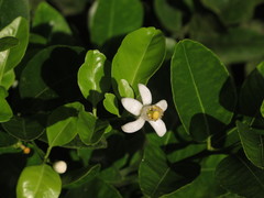 Citrus × aurantium