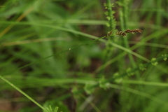 Carex appropinquata