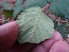 Rubus leucostachys