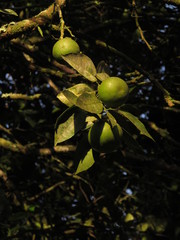Citrus × aurantium