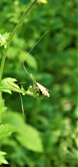 Nemophora degeerella