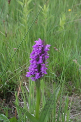 Dactylorhiza majalis