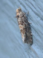 Eucopina tocullionana