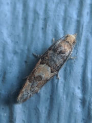 Eucopina tocullionana