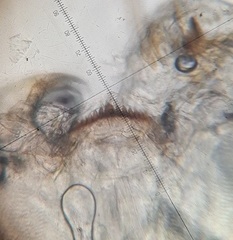 Parachironomus pararostratus