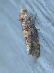 Eucopina tocullionana