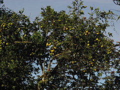 Citrus × aurantium