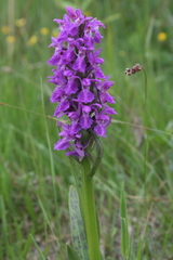 Dactylorhiza majalis
