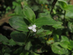 Callisia gracilis