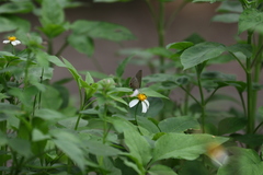 Jamides bochus formosanus