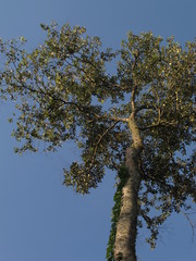Cordia alliodora