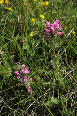 Pedicularis gyroflexa