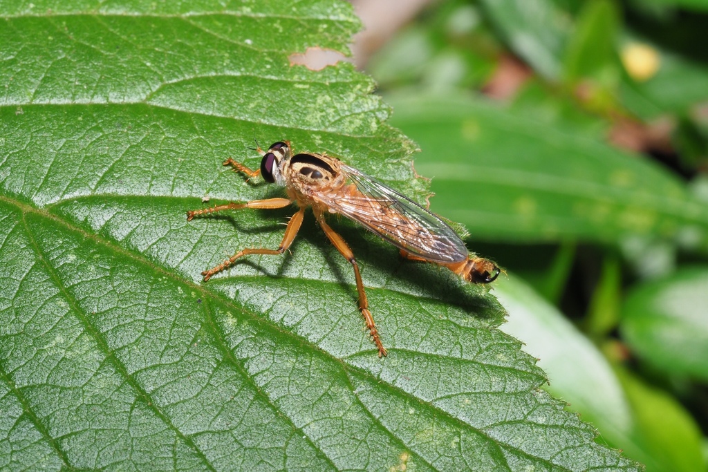Orophotus
