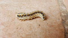 Cimbex quadrimaculatus