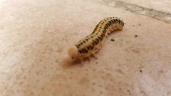 Cimbex quadrimaculatus