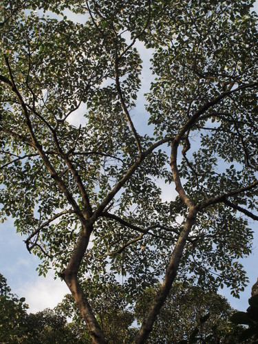 Croton cupreatus