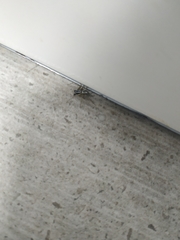 Oxyopes