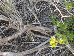 Eriocephalus racemosus racemosus