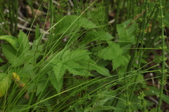Carex appropinquata