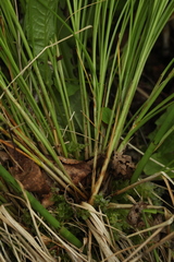 Carex appropinquata