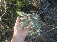 Eriocephalus racemosus racemosus