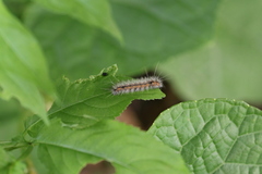 Spilarctia subcarnea