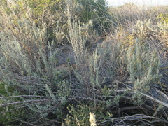 Eriocephalus racemosus racemosus