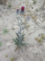 Cirsium occidentale occidentale
