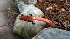 Phallus rubicundus