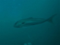 Seriola hippos
