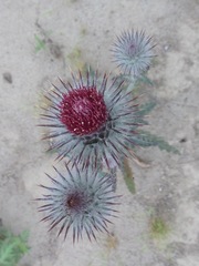 Cirsium occidentale occidentale