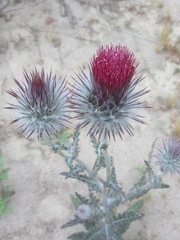 Cirsium occidentale occidentale