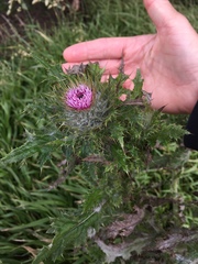Cirsium brevistylum