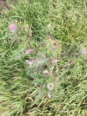 Cirsium brevistylum