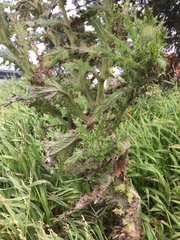 Cirsium brevistylum