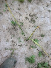 Chlorogalum pomeridianum