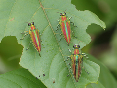 Evides elegans