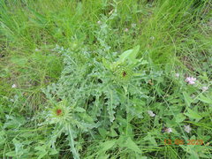 Carduus nutans leiophyllus