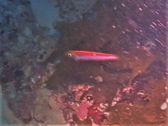 Pseudolabrus biserialis