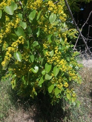 Paliurus spina-christi