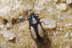 Geocoris ater